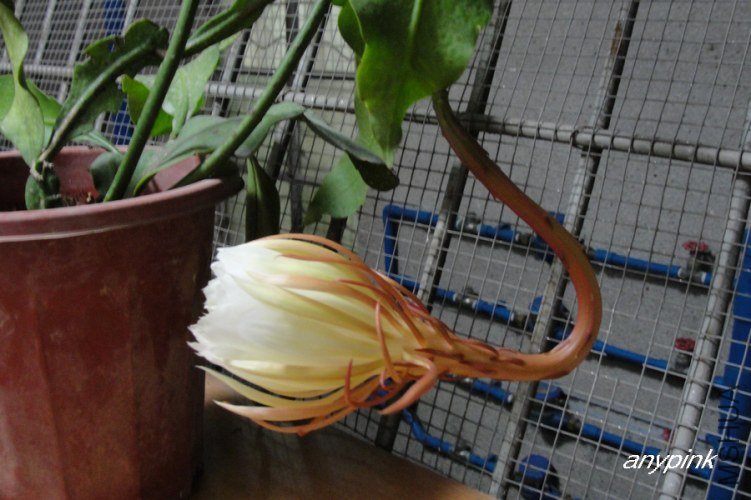 nEO_IMG_DSC06609.jpg