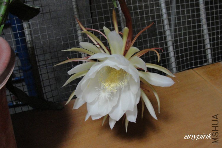 nEO_IMG_DSC06636.jpg