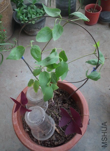 DSCF4459.jpg