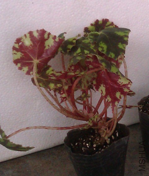 IMAG0275.jpg