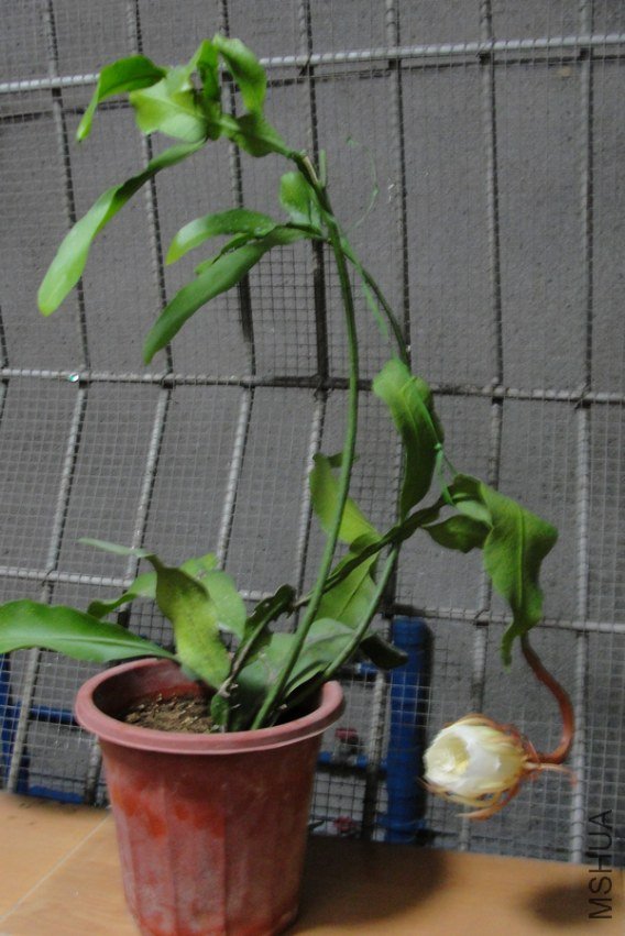 ��ת DSC06618-1.jpg