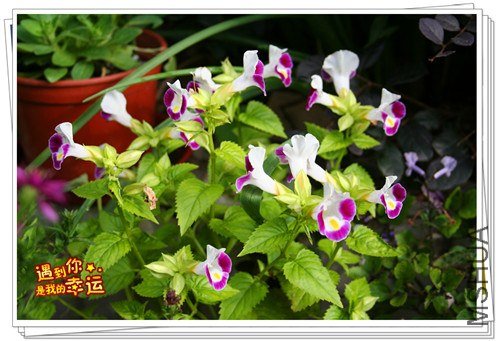 ��Ƭ 008_����.jpg