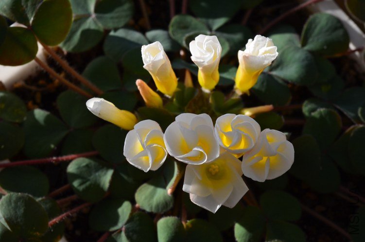 Oxalis purpurea alba red back�����׻ƺ�Ҷ��20121011 001.JPG