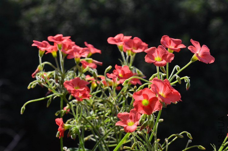 С�ձ�201201011 001.JPG