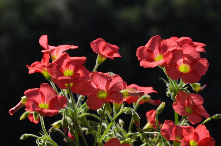 С�ձ�201201011 002.JPG