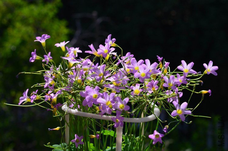 ������С Oxalis caprina 201201011 001.JPG
