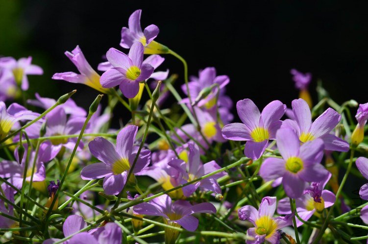 ������С Oxalis caprina 201201011 002.JPG