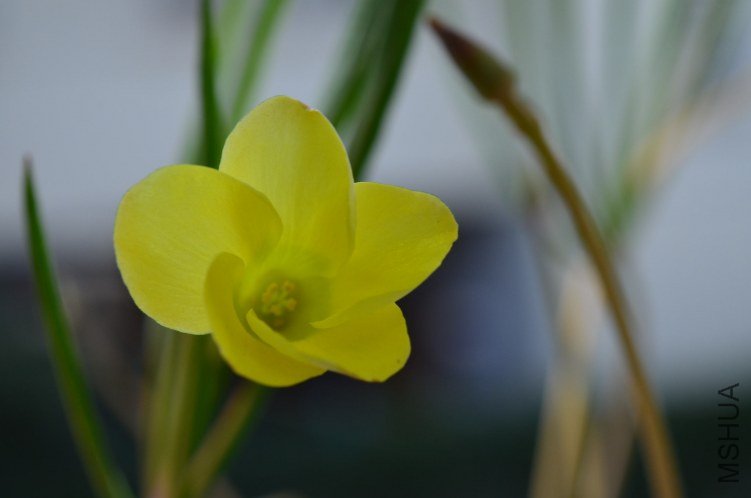 Oxalis Pakhuis Pass����צ��20121011 005.JPG