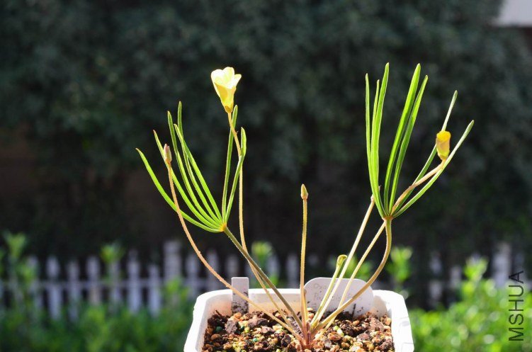 ������С Oxalis Pakhuis Pass����צ��20121011 001.JPG