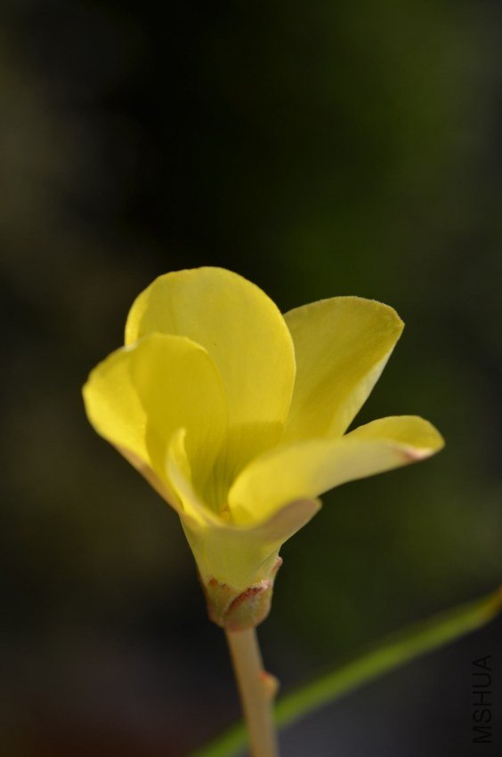 Oxalis flava yellow 201201011 003.JPG