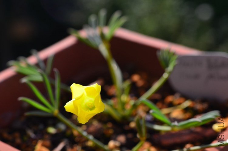 Oxalis flava yellow 201201011 001.JPG