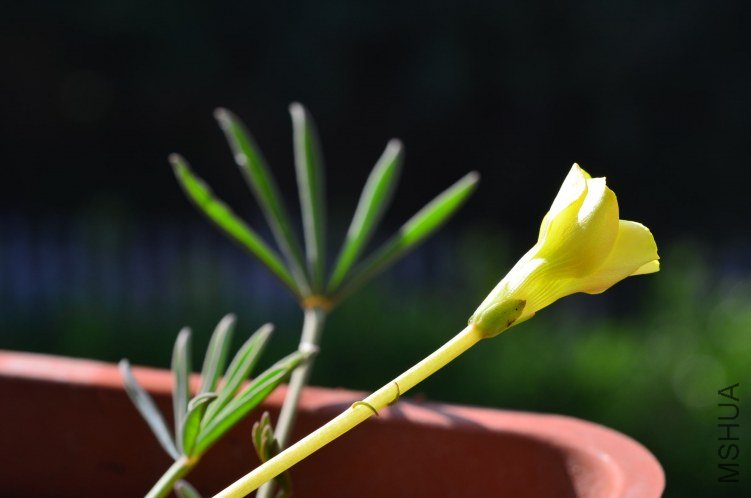 Oxalis flava yellow 201201011 002.JPG