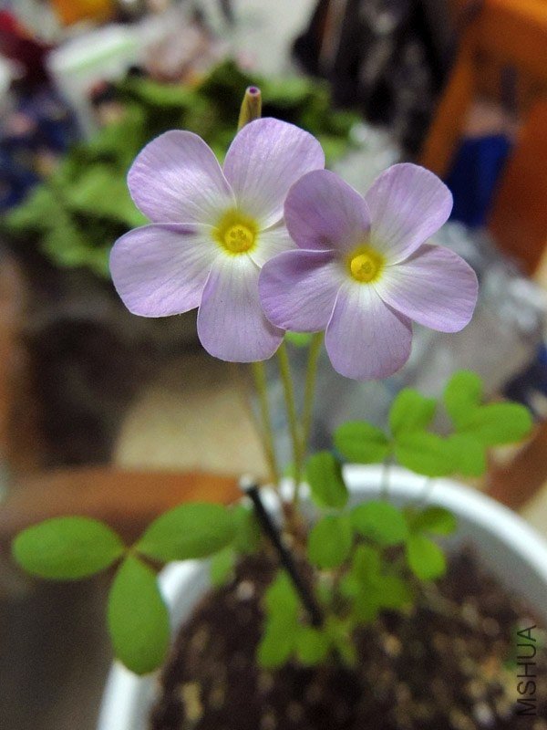 Oxalis fragrans