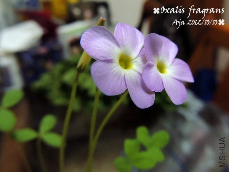 Oxalis fragrans