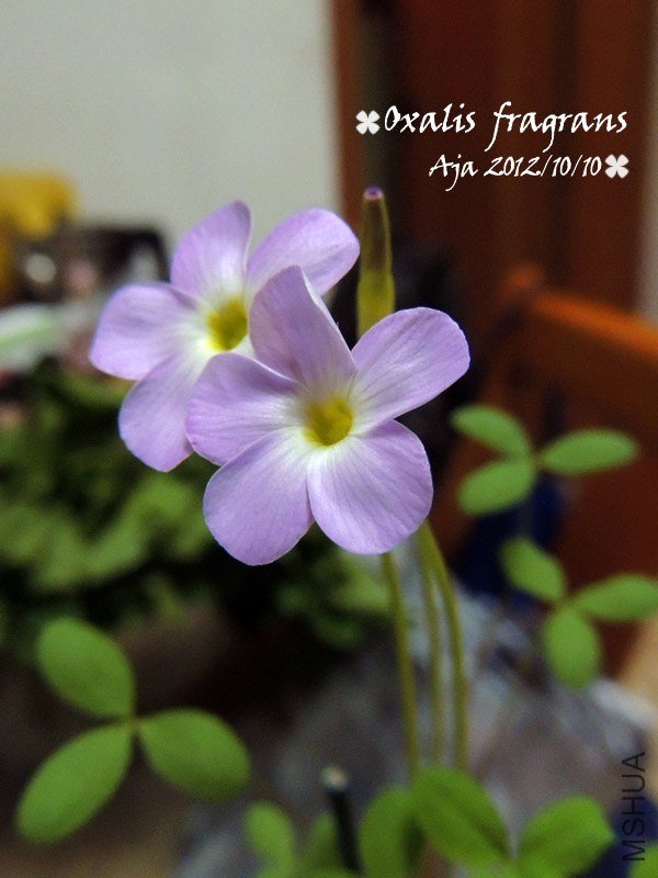 Oxalis fragrans