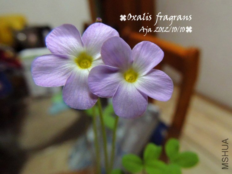 Oxalis fragrans