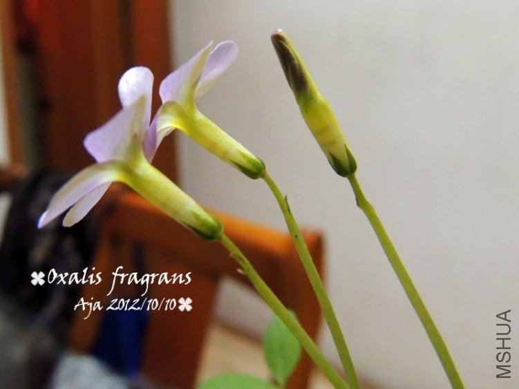Oxalis fragrans
