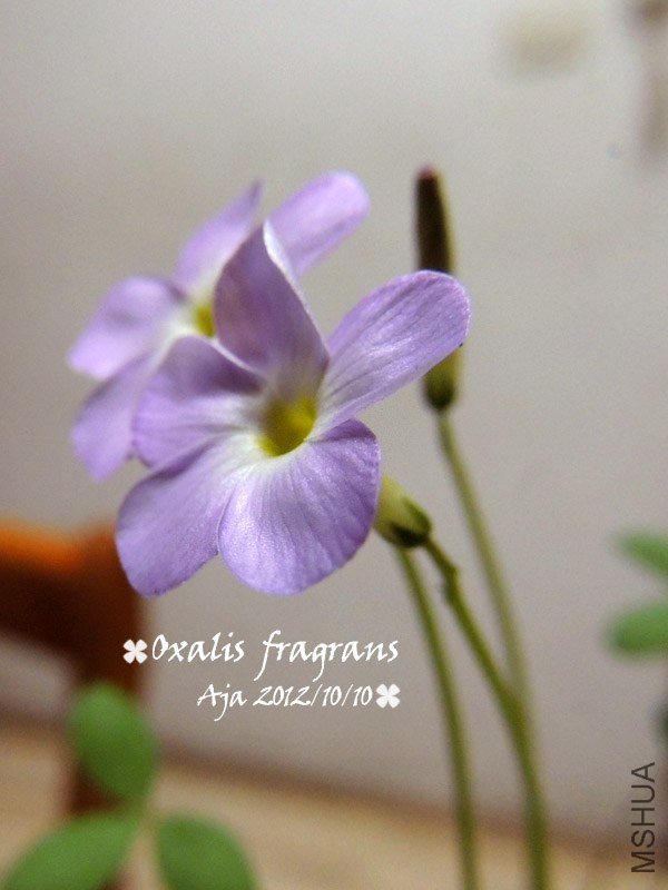 Oxalis fragrans