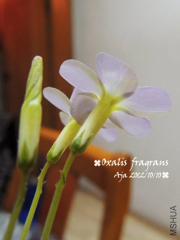 Oxalis fragrans