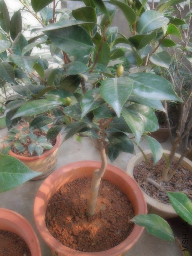 ��ã�Ĵ���