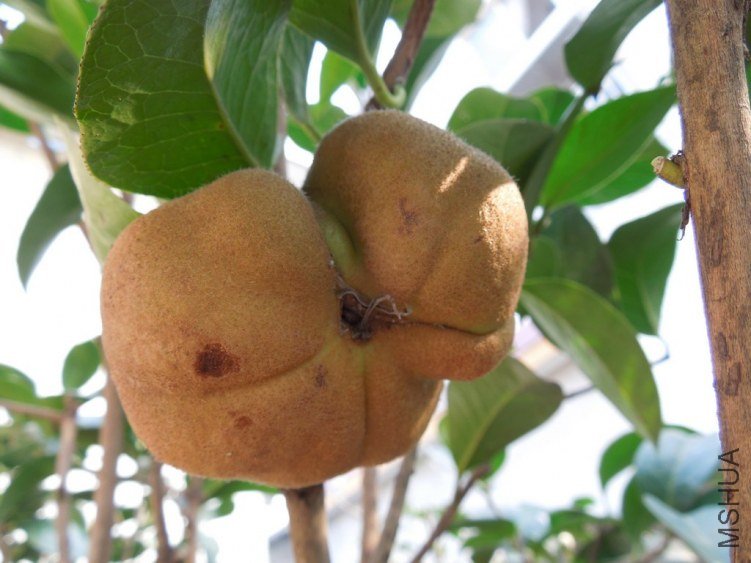 �����Ϲ�Ĺ�