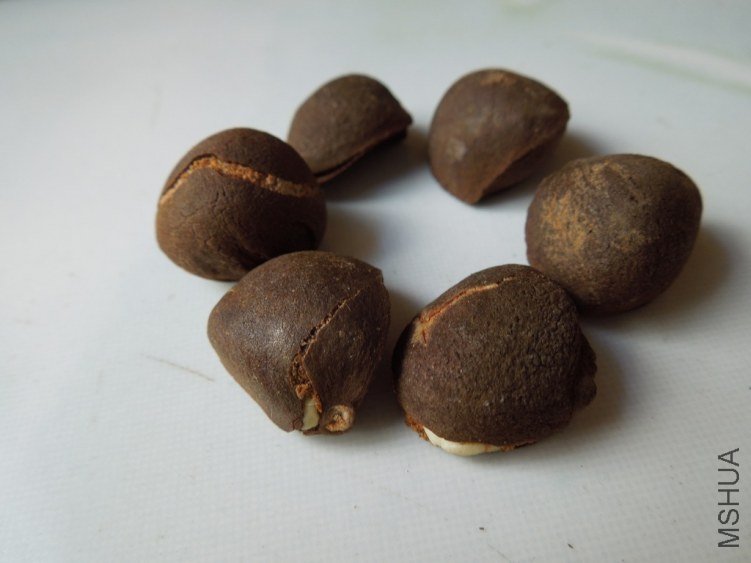 �Ȳ�����Ҫ��ѿ