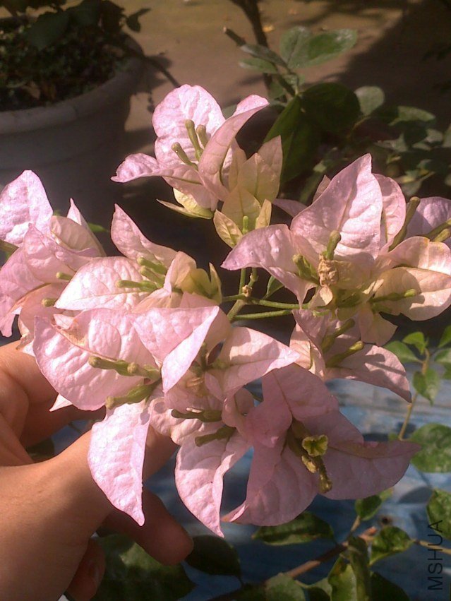 20121011950.jpg