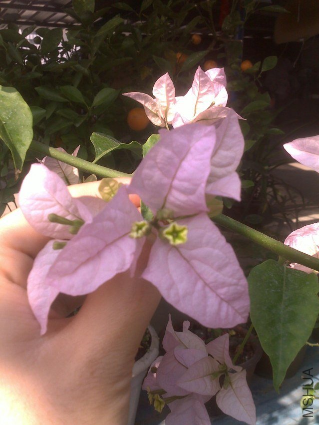 20121011952.jpg