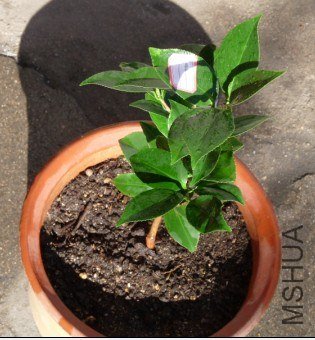 3���������˹