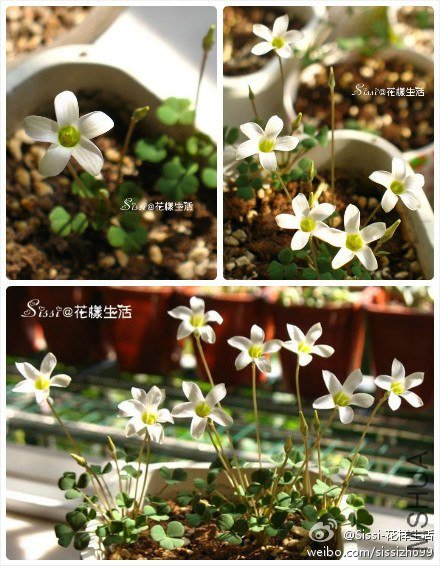Oxalis pocockiae ΢�� 1.jpg