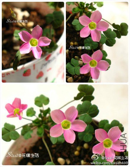 Oxalis depressa pink ΢�� 1.jpg