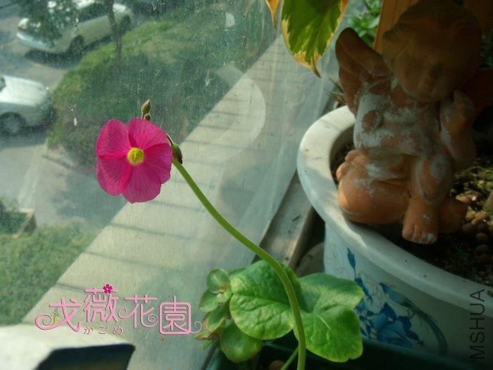 ������Ļ���~������Ŷ��