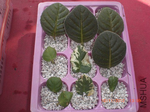 CIMG2575_����.jpg
