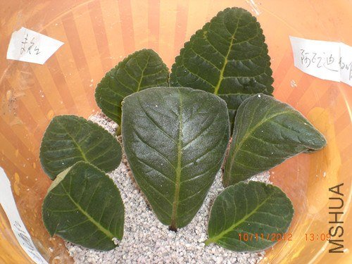 CIMG2576_����.jpg