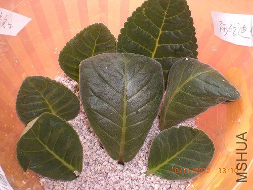CIMG2577_����.jpg