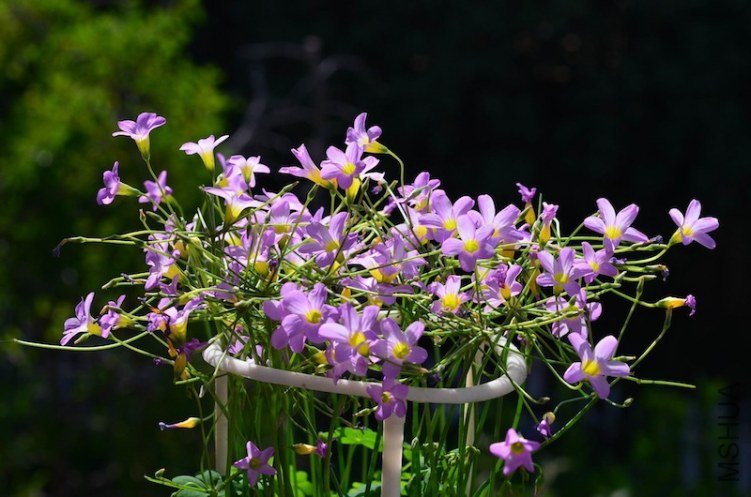 ������С Oxalis caprina 201201011 001.JPG