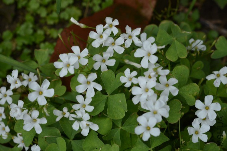 �׻�������20120527 001.JPG