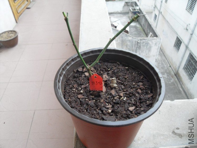 SDC15600.JPG