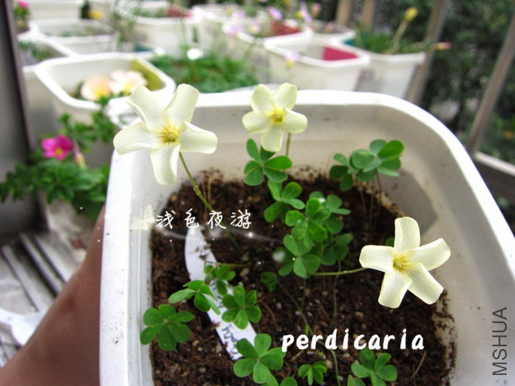 perdicaria4.jpg