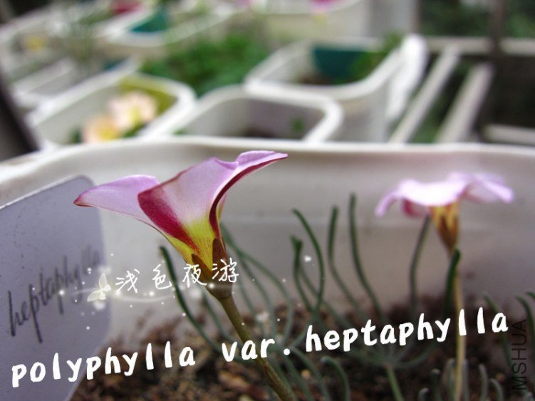 polyphylla var.heptaphylla4.jpg