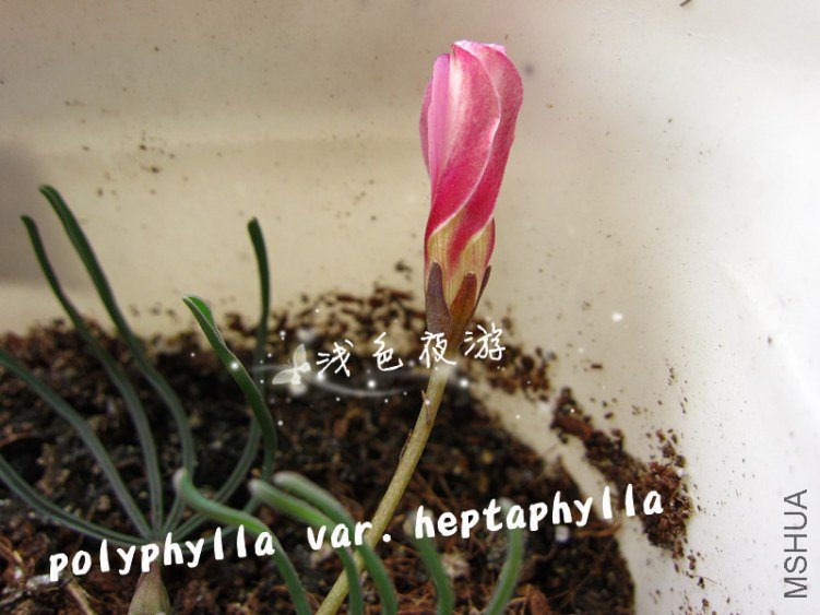 polyphylla var heptaphylla1.jpg