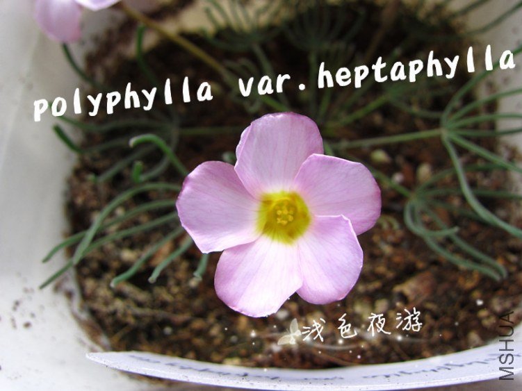 polyphylla var.heptaphylla3.jpg