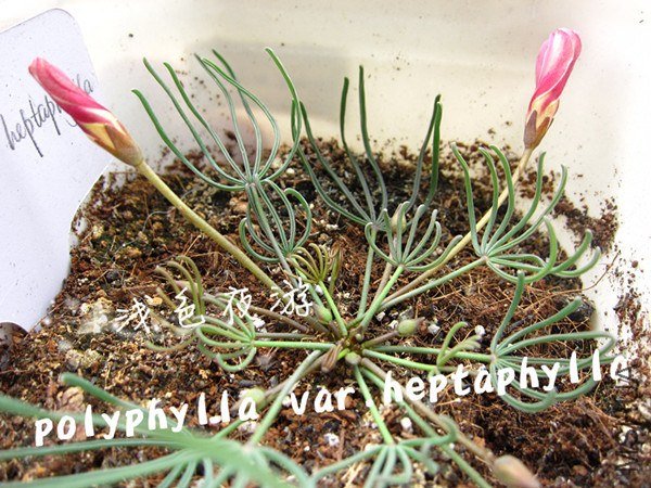 polyphylla var.heptaphylla2.jpg