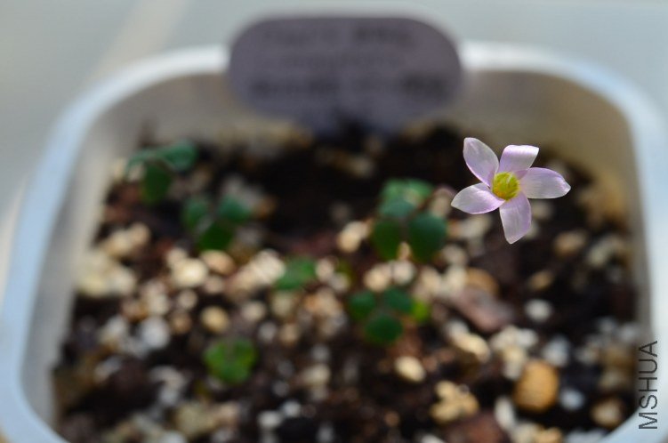 Oxalis commutata 20120929 001.JPG