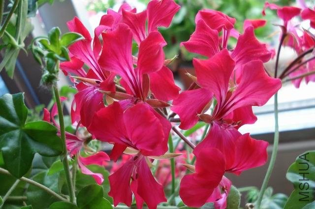 ������С DSC01604.JPG