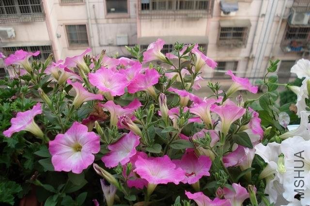 ������С DSC01609.JPG
