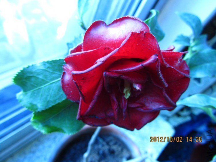 IMG_0065.JPG