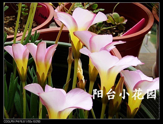 DSCN0068.jpg