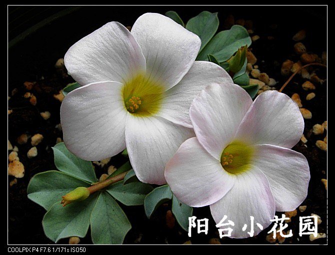 DSCN0066.jpg