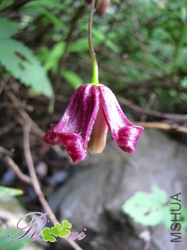 ����С�� 2.jpg